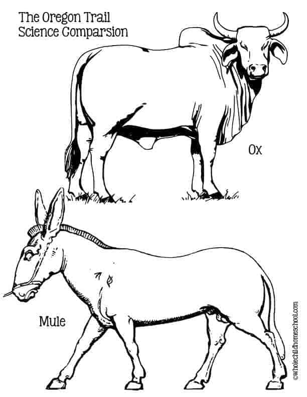 The Oregon Trail Science Worksheet
