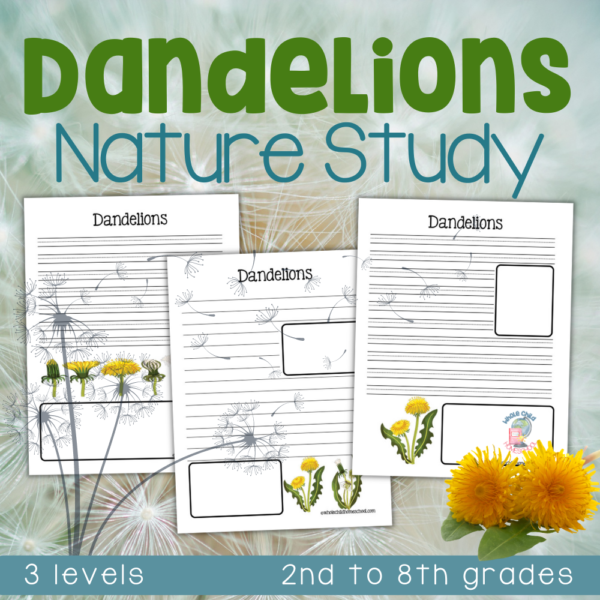 dandelions nature study printables