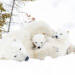 arctic language arts unit study