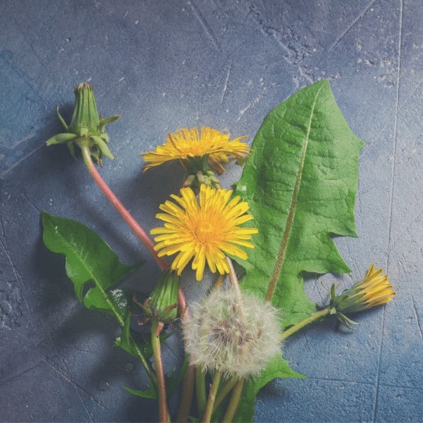 Dandelions Unit Study for Homeschool Families