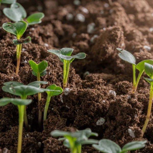 Gardening: Discoveries with Seeds Unit Study for Homeschooling Families
