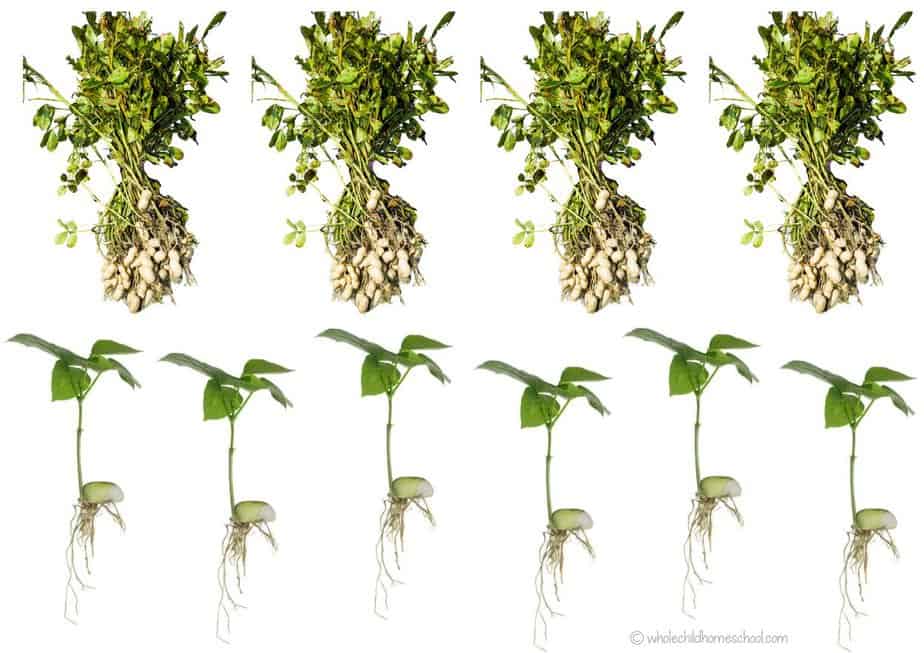 Preschool Seeds Unit Study Companion - Image 4