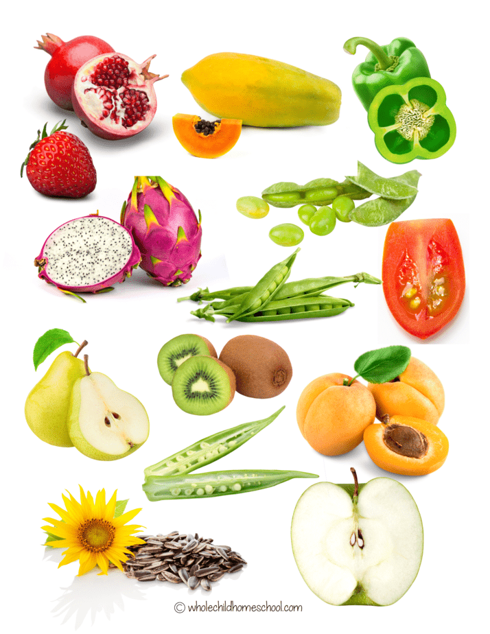 Preschool Planting Seeds Activities: What is a Seed and How Does it Grow?